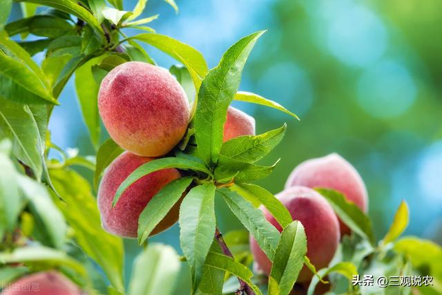 桃树栽植的方式、密度、定植时期与定植方法