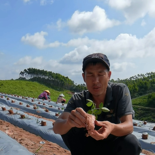 继续大量种植 高产牛大力！为什么我们每年新种植牛大力？...