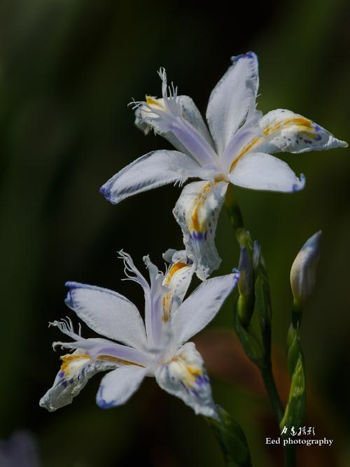 《百花集》（四百二十五）