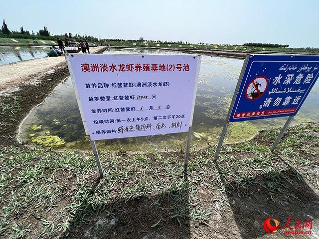 沿着河湖看新疆丨大漠荒滩育“澳龙”——探秘麦盖提澳龙养殖基地