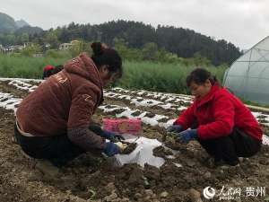 小白瓜的种植方法(红花岗莲池村：股份经济联合社带动群众增收致富)