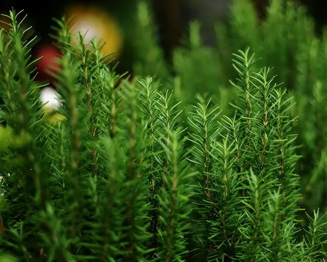 室内养“10种”花草，好养易活，茂盛常绿，提神醒脑净化空气