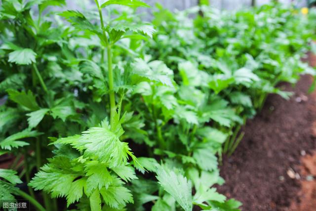 手把手教你种芹菜，掌握4个技术要点，秋季露天芹菜也能高产