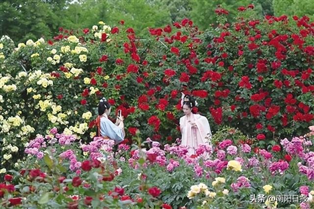 跨越特刊｜月季更娇艳，艾草更醇香—— 卧龙区：“一花一草”加速绿色发展