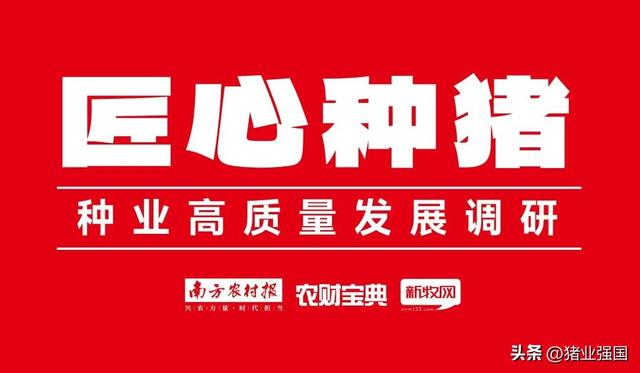 预计今年出栏30万头！驰阳黄剑：专业化养殖带来质量和性价比