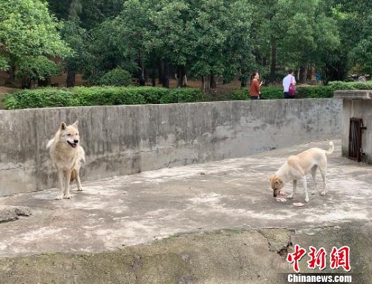 武汉一动物园“狗狼同笼”引起网友热议