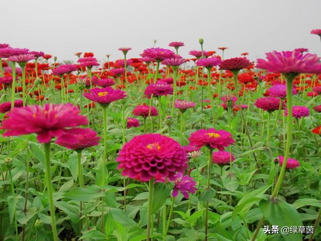 百日草的种植技术，掌握这几个技巧，开花更美，长势更旺盛