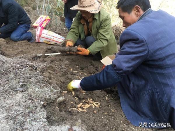 柳坝村的天麻致富经