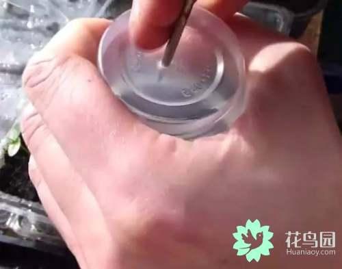 在阳台这样种百香果，结果多得吃不完