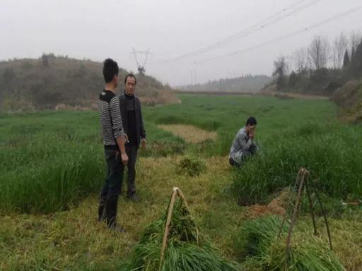 「微课堂」种草养羊技术，你不学就等着别人把钱赚走吧