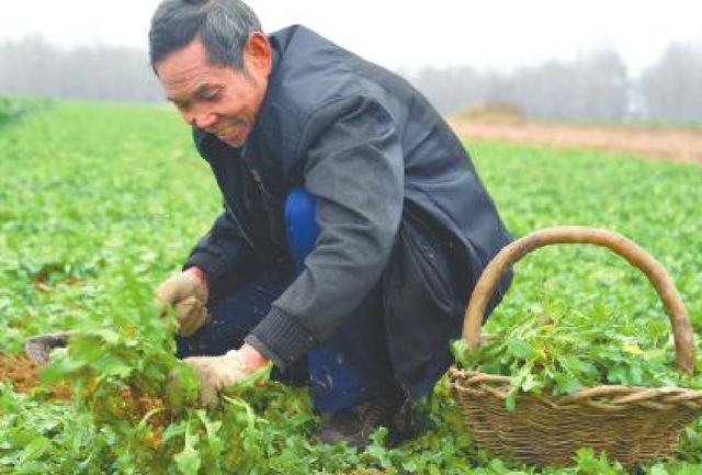 农民种了这个野菜，一亩收入一万多