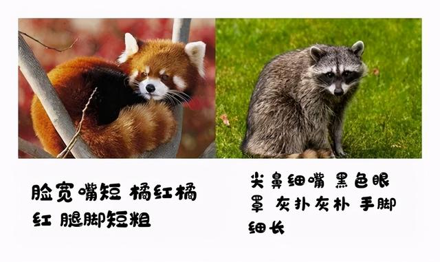 分不清小熊猫和小浣熊，导致了一场互联网“干脆面”之争