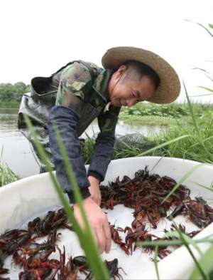 龙虾养殖场视频(宵夜之王：年产值4000亿的小龙虾是如何这么猛的？)