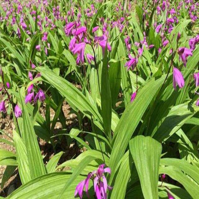 白芨药用资源、栽培技术