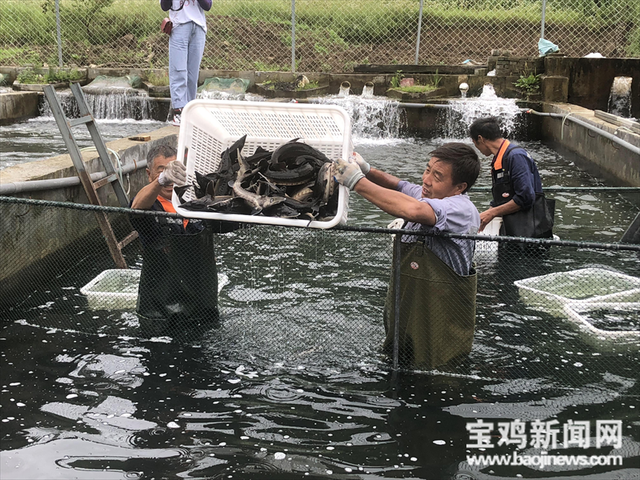 太白县建成全市最大的冷水鱼养殖基地