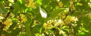 室内桂花树种植技术(桂花树苗怎么培育)