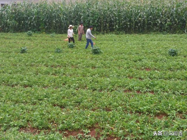 半夏的种植技术，掌握高产栽培技术，管理轻松产量高