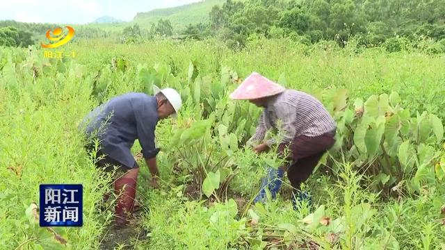 溪头石港：香芋丰收 亩产超5000斤