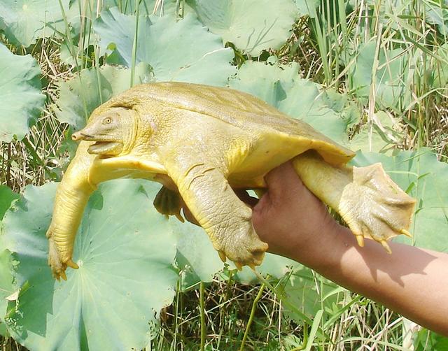 物种百科：黄河鳖