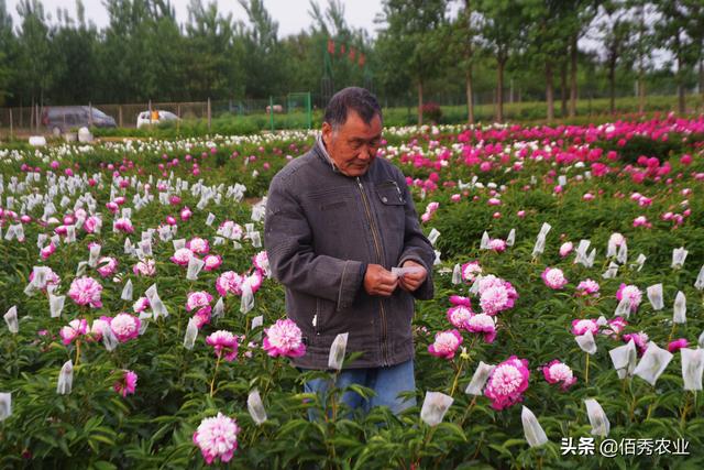 安徽农村有很多漂亮的芍药花，换个地方为啥难成活，种植有窍门吗