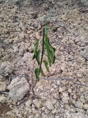 金桔种植多久发芽(种植新手沙糖桔幼树不生根、不发芽、枯黄怎么办？)