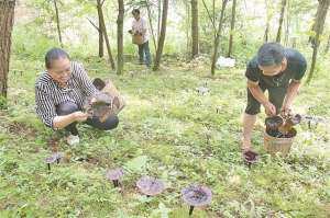 灵芝种植基地(柳州市鹿寨县：种植灵芝 林中“掘金”)