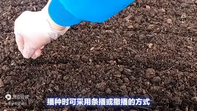 菠菜的种植技术和基本情况，你了解多少？