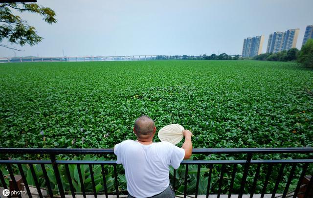 蝌蚪养殖对用水的管理和控制水温，这2个方面就能控制疾病多与少