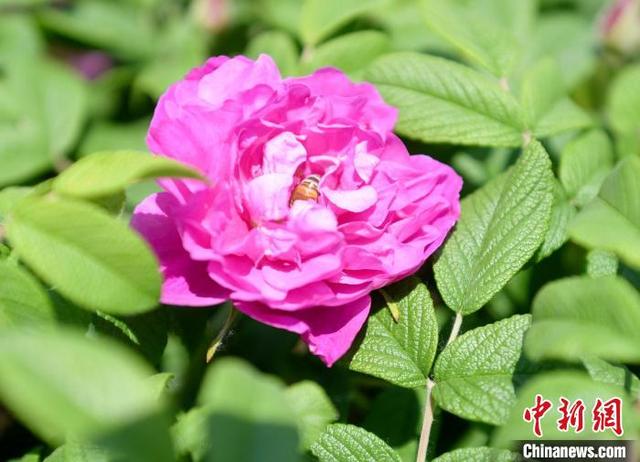 闻着花香致富：河北阜城玫瑰种植延伸“赏食用”