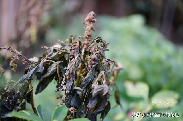 速冻后的花园植物们，你还活着吗？｜园丁