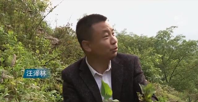 湖北大叔种植鱼腥草，开发附加产品让草价翻十倍，一年销售千万元