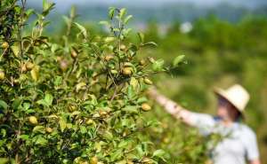 山茶油树种植(油茶树前景良好，农户为何种植意愿不高？)