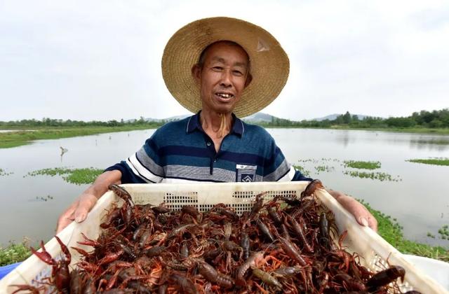 安徽巢湖：小龙虾迎来上市高峰期