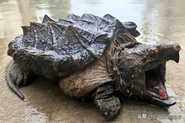 外观酷似“玄武”，身为出肉率最高的龟种，在养殖时需要注意什么