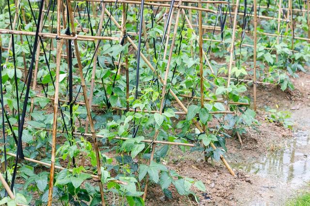 菜园种植豆角四季豆，学着做好这几点，豆荚挂满架，天天摘不完