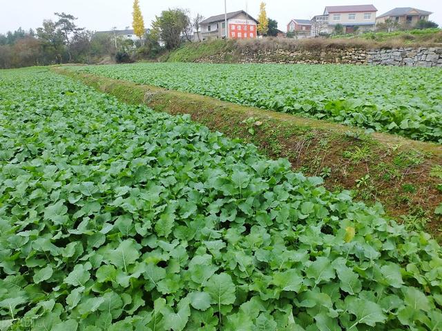 油菜怎么种