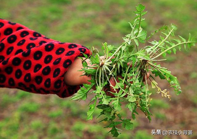 荠菜四季都能种，种植方法很简单！看完这篇文章你也能种出好荠菜