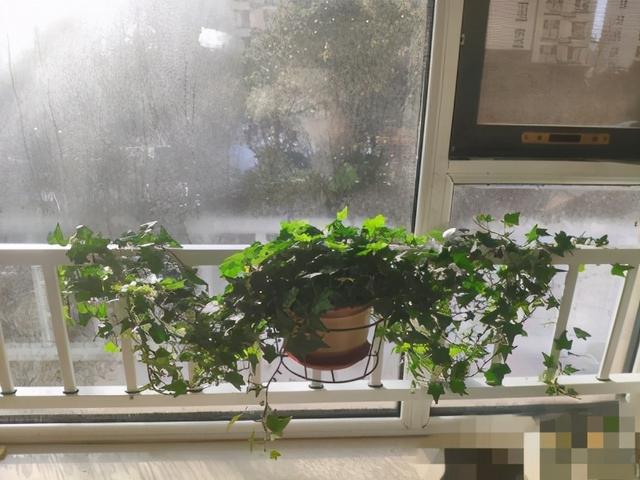 盆景藤蔓植物常春藤养护实用指南