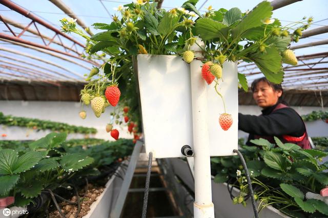 草莓种植模式探索——空中立体无土栽培如何产量翻倍？