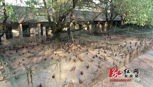 东安：自主创业养殖“七彩山鸡”闯富路