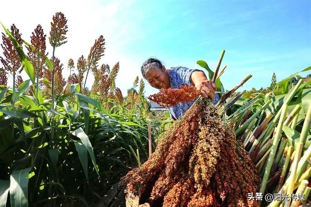 赞！旌阳这里将建万亩高粱种植基地！