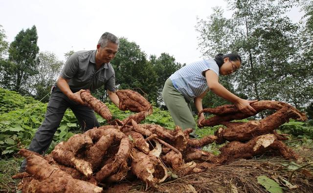 在国外泛滥，中国却大量种植，国外每年花50亿元难消灭？咋回事？