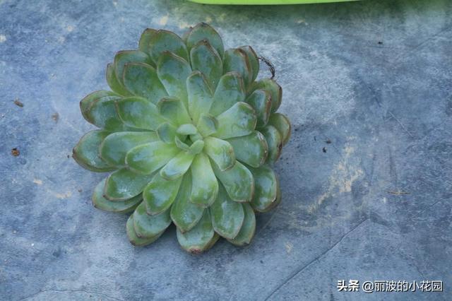 每天种植一颗多肉植物，荷花莲座状小普货，出状态美美哒