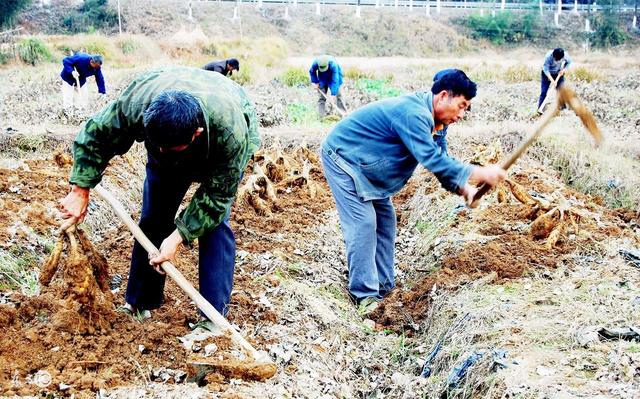 全身是宝，关爱家人的必备品，农民种植一亩，比种3亩山药赚的多