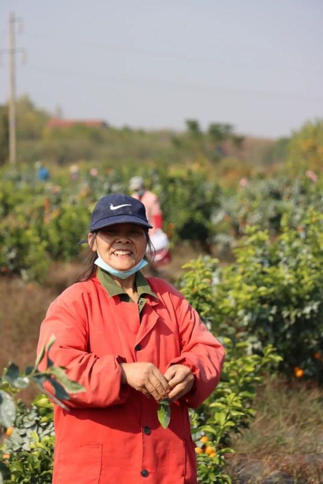 武大毕业生在江夏种柑橘，获“湖北省十佳农民”称号