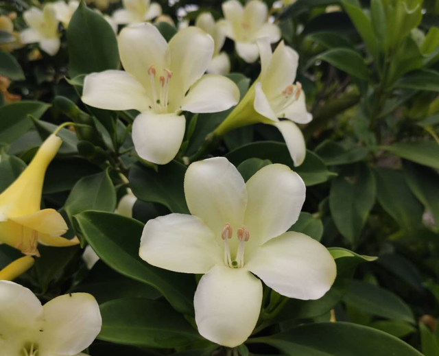 非洲茉莉花开难？教你几个小妙招，非洲茉莉的花轻松开爆盆