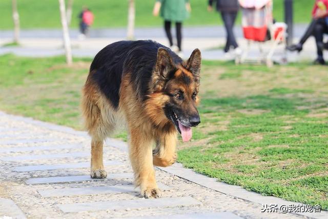 黑背犬很凶吗？这是一种会让你感动和尊敬的凶！