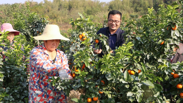 武大毕业生在江夏种柑橘，获“湖北省十佳农民”称号