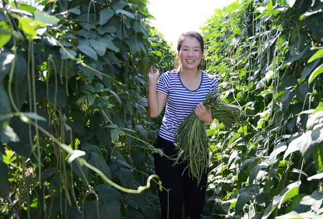 菜园种植豆角四季豆，学着做好这几点，豆荚挂满架，天天摘不完