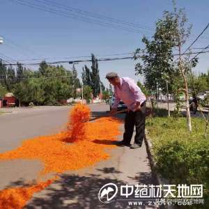 新疆红花种植面积(产新追踪：延续两年高价的红花 今年情况又将如何？)